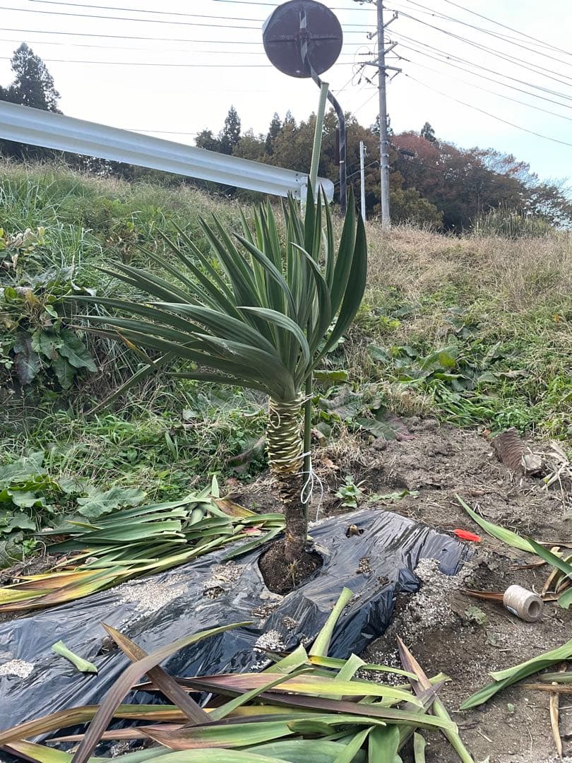 ユッカ グロリオサ サイズ、金額希望あればコメントください 多数サイズあります