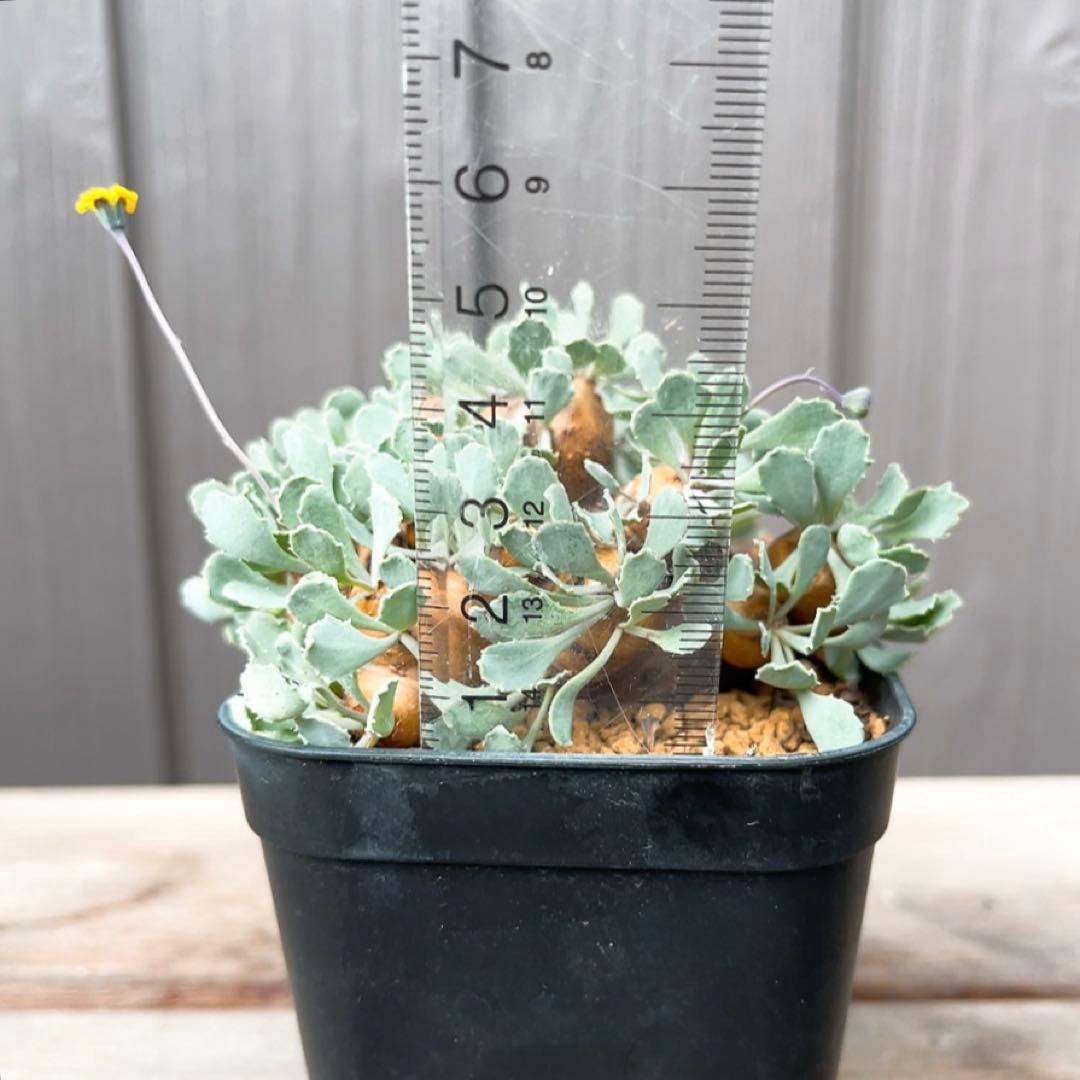 《やん坊まー坊》オトンナ カカリオイデス　現地球』極美特大株　発根済