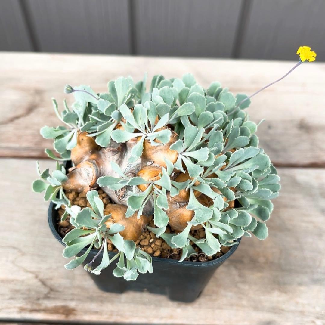 《やん坊まー坊》オトンナ カカリオイデス　現地球』極美特大株　発根済