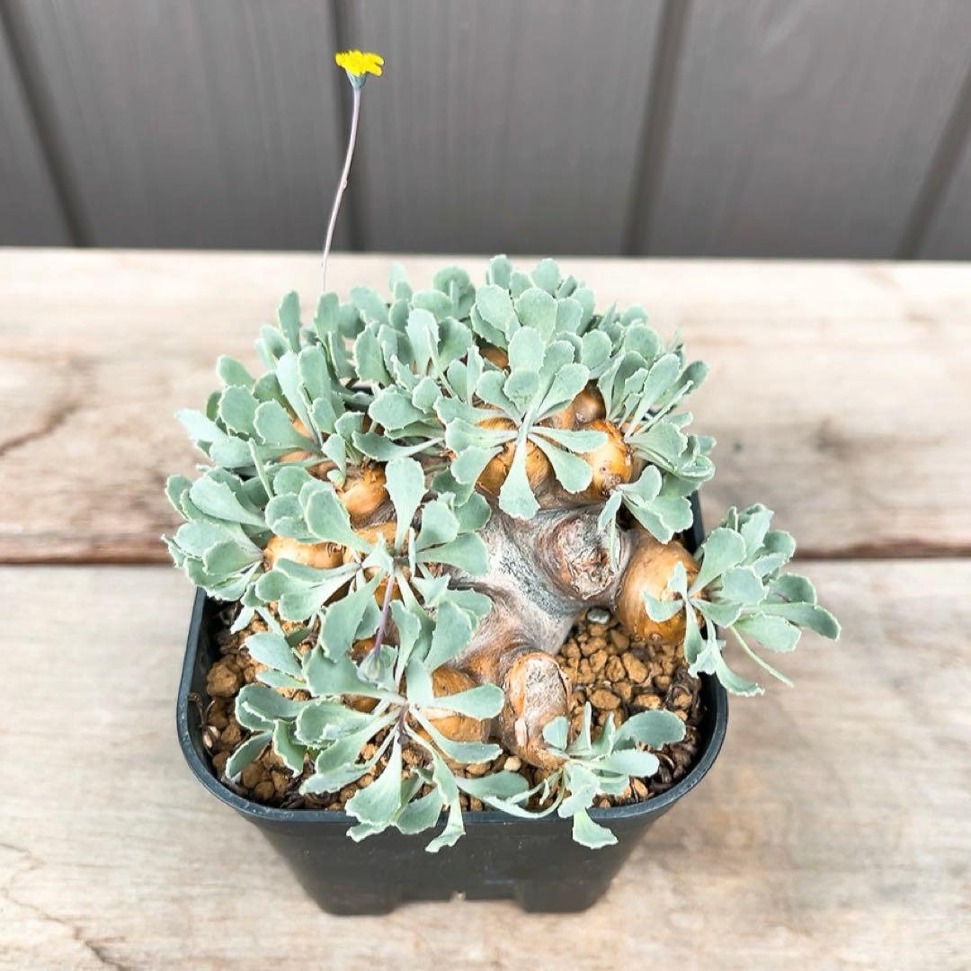 《やん坊まー坊》オトンナ カカリオイデス　現地球』極美特大株　発根済