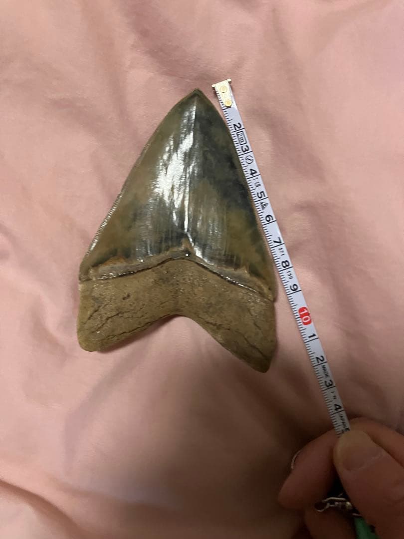 メガロドン　歯　化石