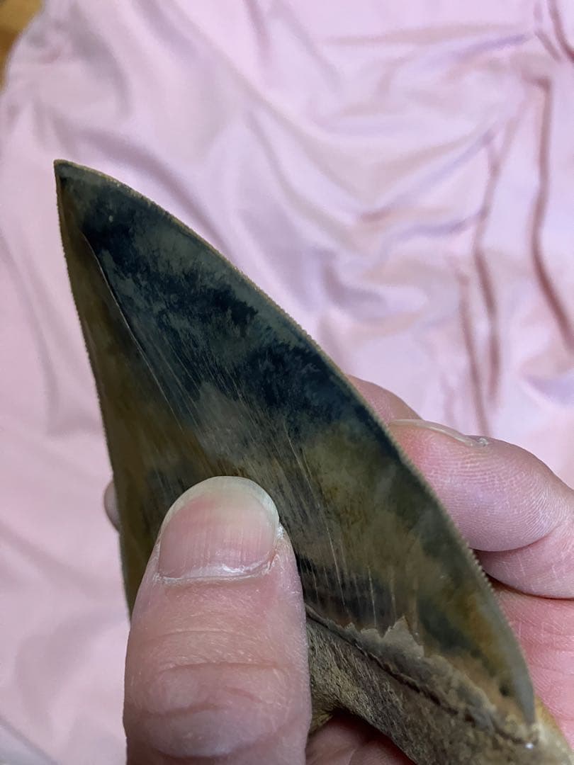 メガロドン　歯　化石