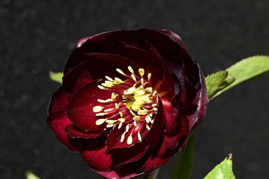 クリスマスローズ　最新花！ 認定キラメキ✩ディープレッド　加藤農園