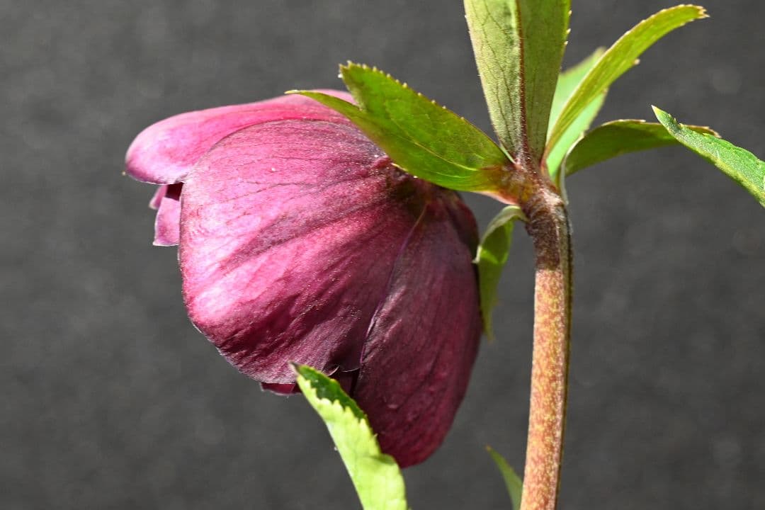 クリスマスローズ　最新花！ 認定キラメキ✩ディープレッド　加藤農園
