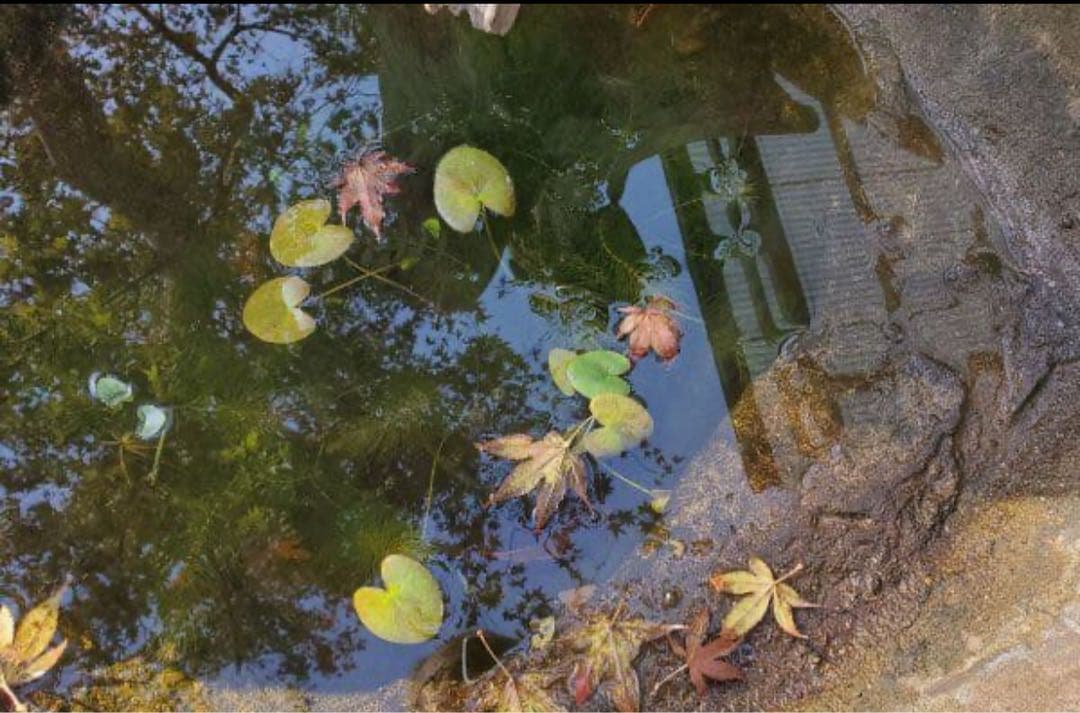 自然な貝殻形状の水鉢　めだかの館オリジナル一品物手作りメダカ鉢