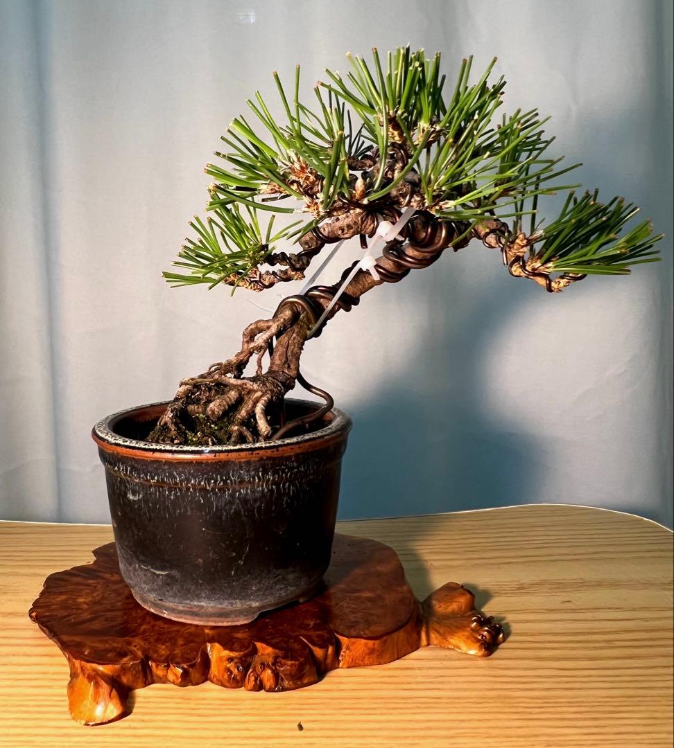 黒松　根上がり