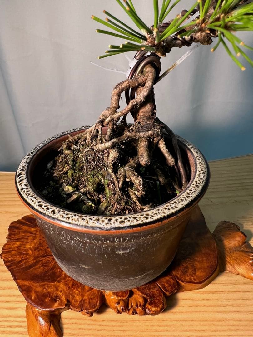 黒松　根上がり