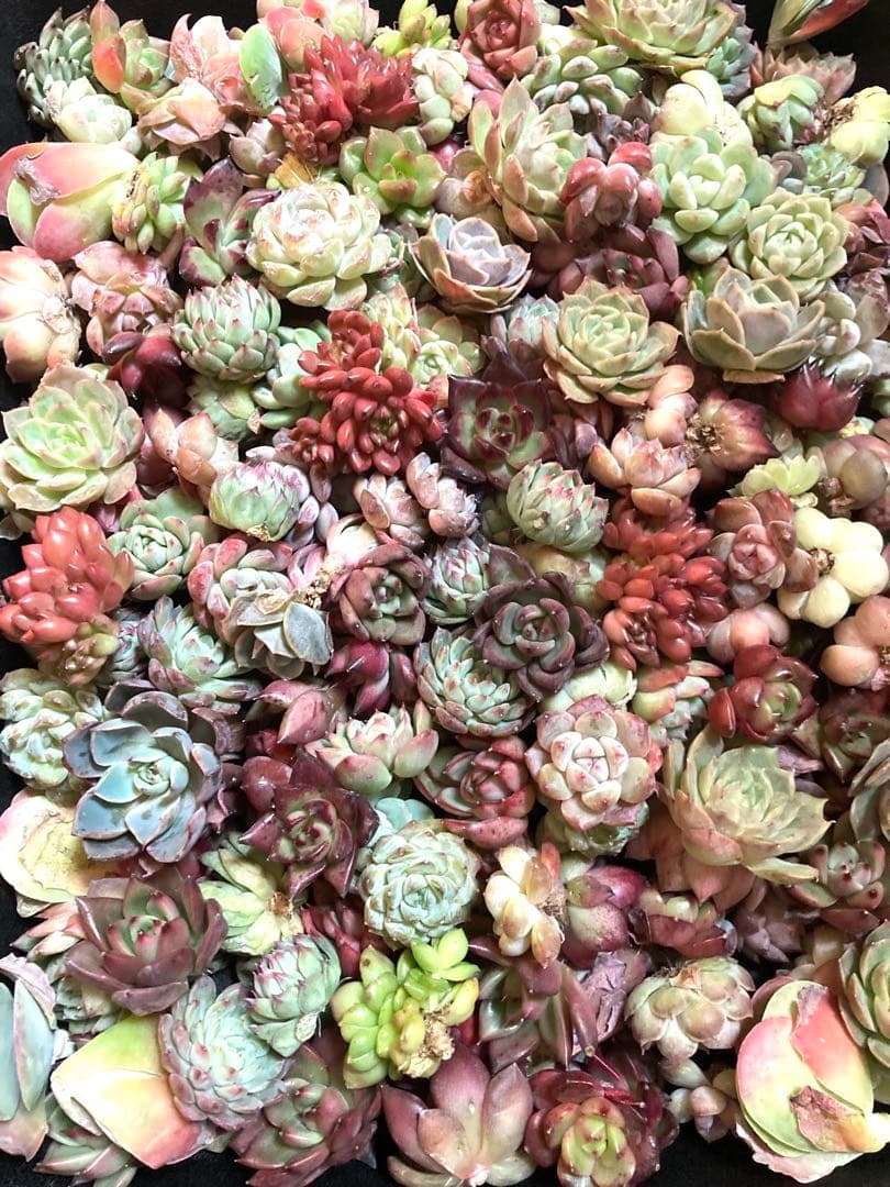 韓国苗 １００苗ちびちゃん詰め合わせ！多肉植物 MIX苗 交配苗など