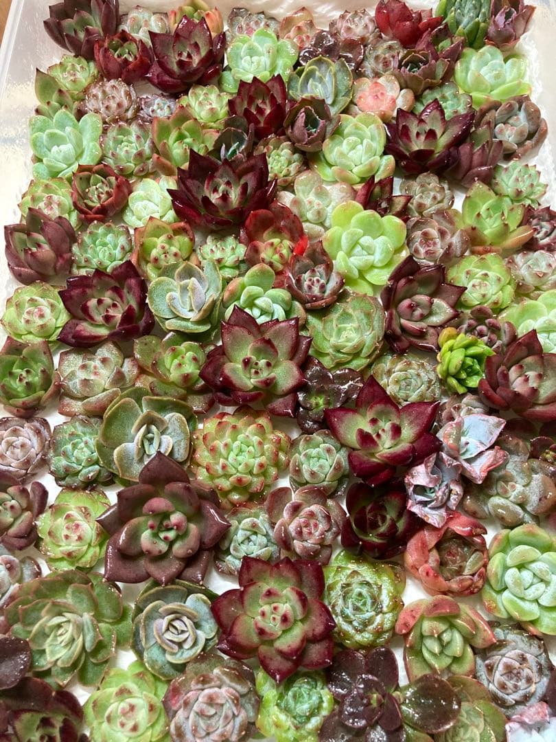 韓国苗 １００苗ちびちゃん詰め合わせ！多肉植物 MIX苗 交配苗など