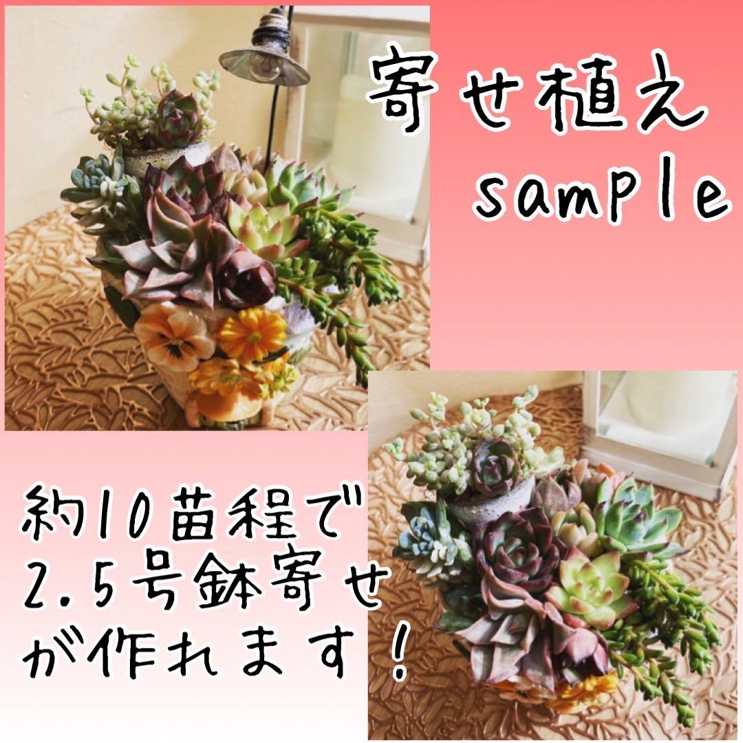 韓国苗 １００苗ちびちゃん詰め合わせ！多肉植物 MIX苗 交配苗など