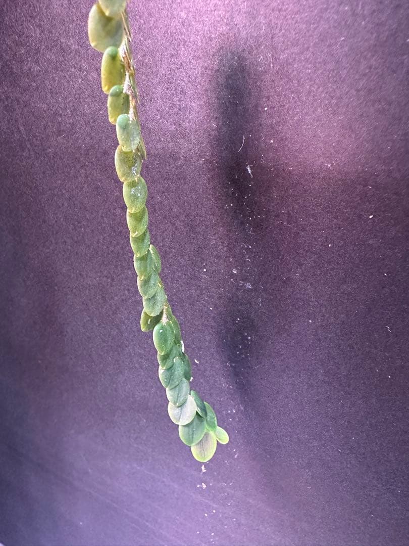 andinia nummularia 垂れ下がり南米着生ランエクアドルミニチュア