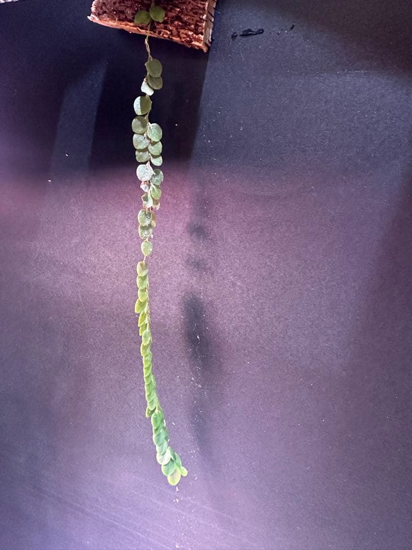 andinia nummularia 垂れ下がり南米着生ランエクアドルミニチュア