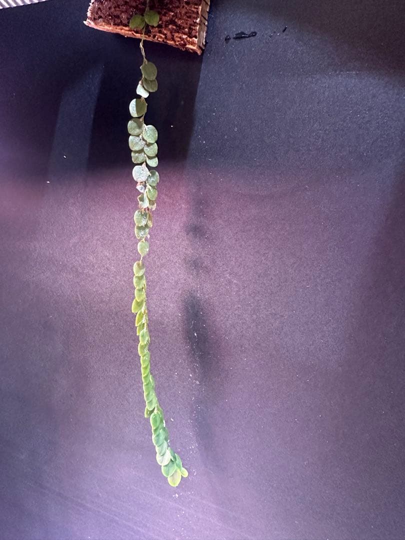 andinia nummularia 垂れ下がり南米着生ランエクアドルミニチュア