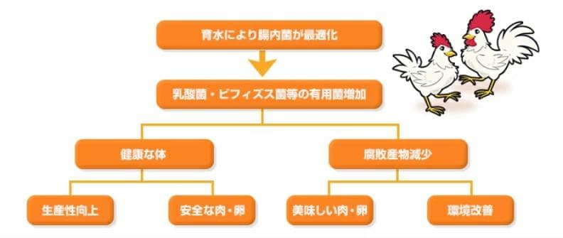 養鶏用育水GT-S 20リットル 飲み水に混ぜるだけ！鶏の臭いを軽減！