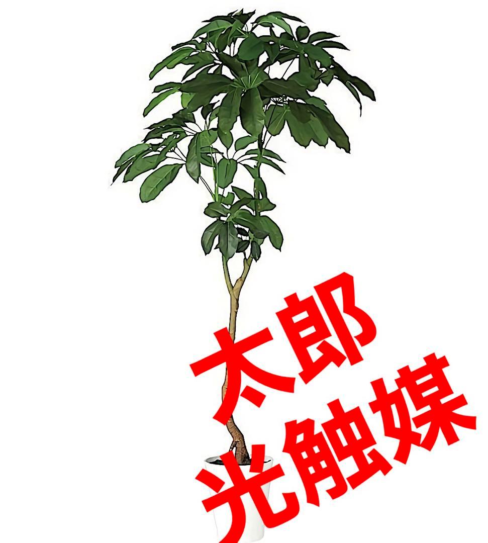 光触媒　人工観葉植物　ウォールグリーン　フェイクグリーン　ブラッサイア210