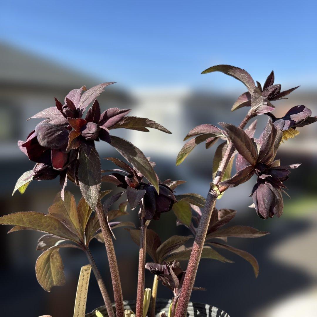 加藤農園　マットブラック　クリスマスローズ　開花株　現品　匿名発送　交配タグ付き