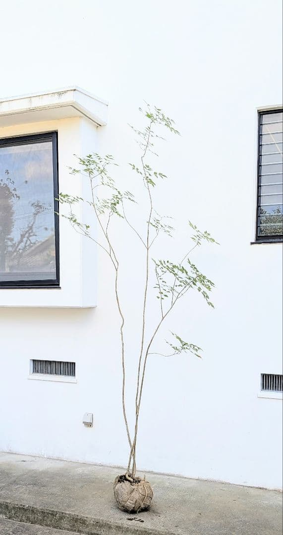 3m弱。山採りアオダモ。