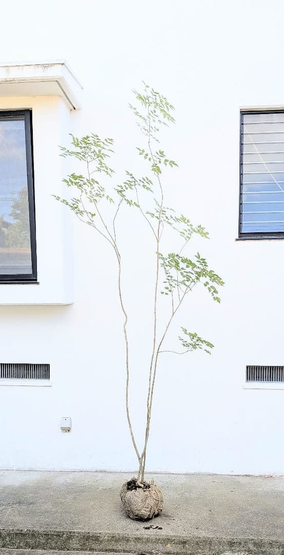 3m弱。山採りアオダモ。