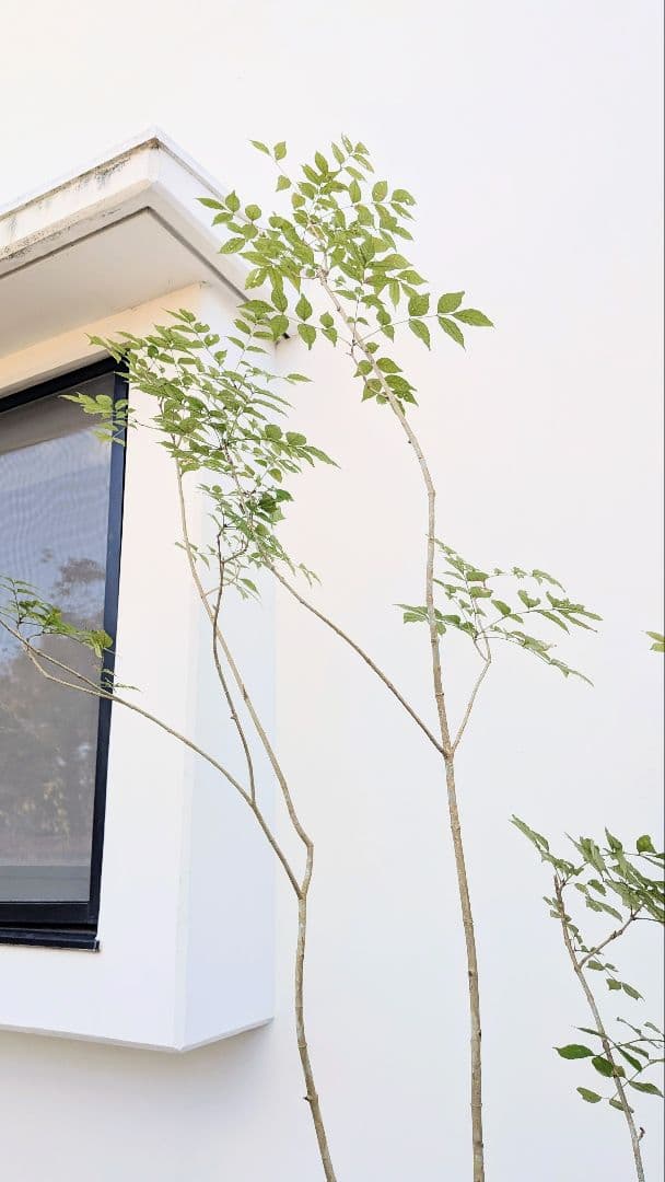 3m弱。山採りアオダモ。