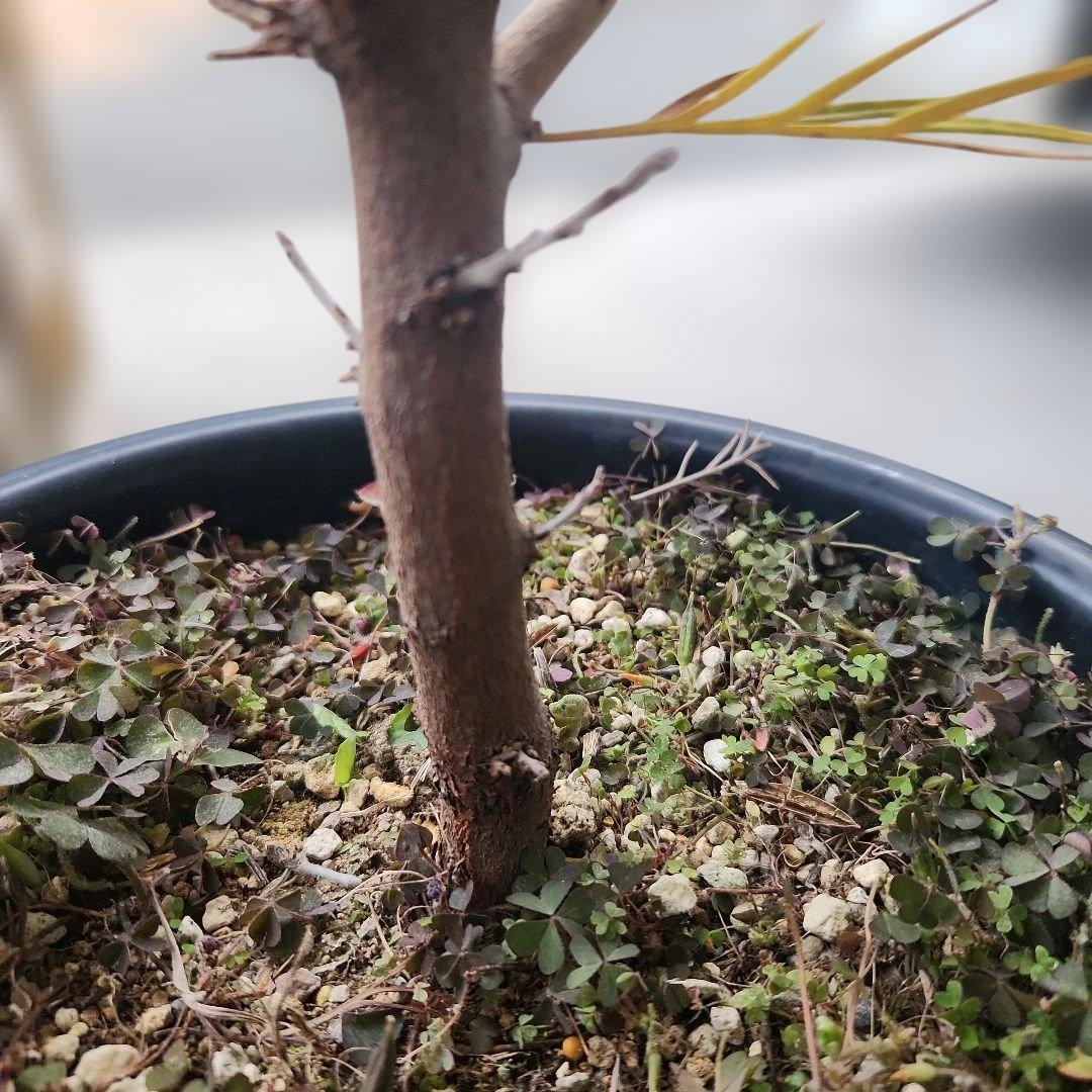 グレビレア・スパイダーマン8号