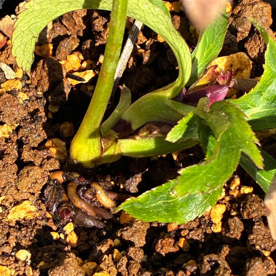 の*ん様 ☘️蕾付き☘️3394⭐️小輪⭐️スレートレッドクレオパトラ⭐️コンパ