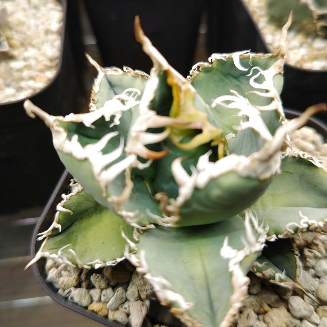 アガベ　チタノタ　白幽霊