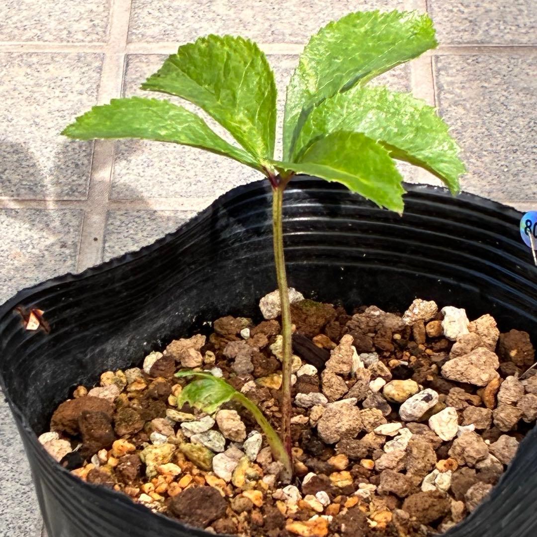 ば*な様 ☘️ラスト2☘️超希少☘️根充実❤️沢山新芽❤️807【イリュージョン