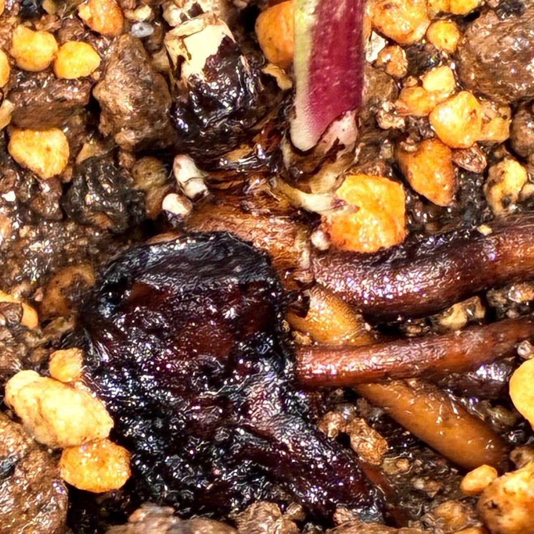 ば*な様 ☘️ラスト2☘️超希少☘️根充実❤️沢山新芽❤️807【イリュージョン