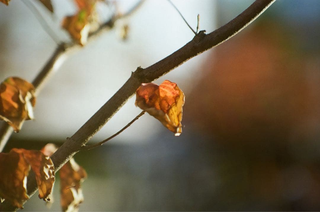 LZOS Jupiter-9 85mm F2 M42 ロシア ソビエト