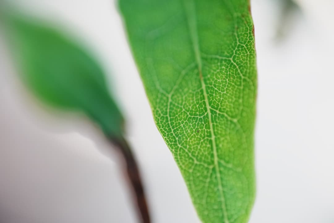 フード付き AF Ai Micor-Nikkor 60mm F2.8D 150