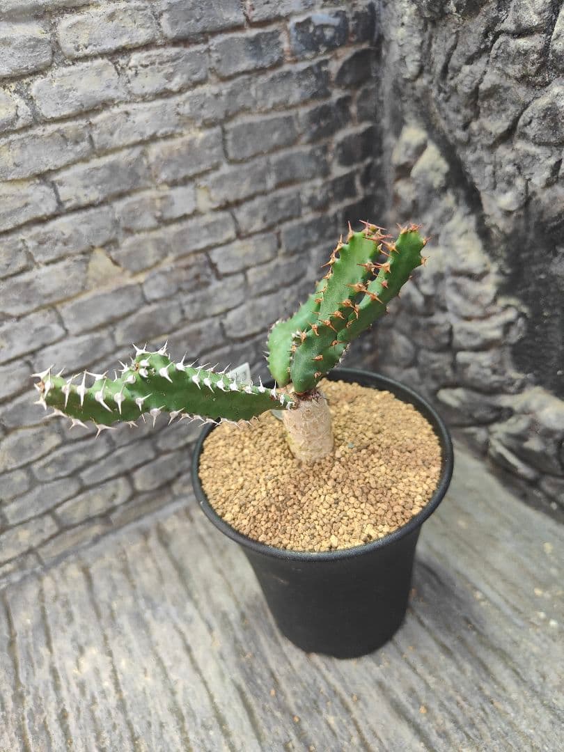 ユーフォルビア　スクアローサ　実生　E25