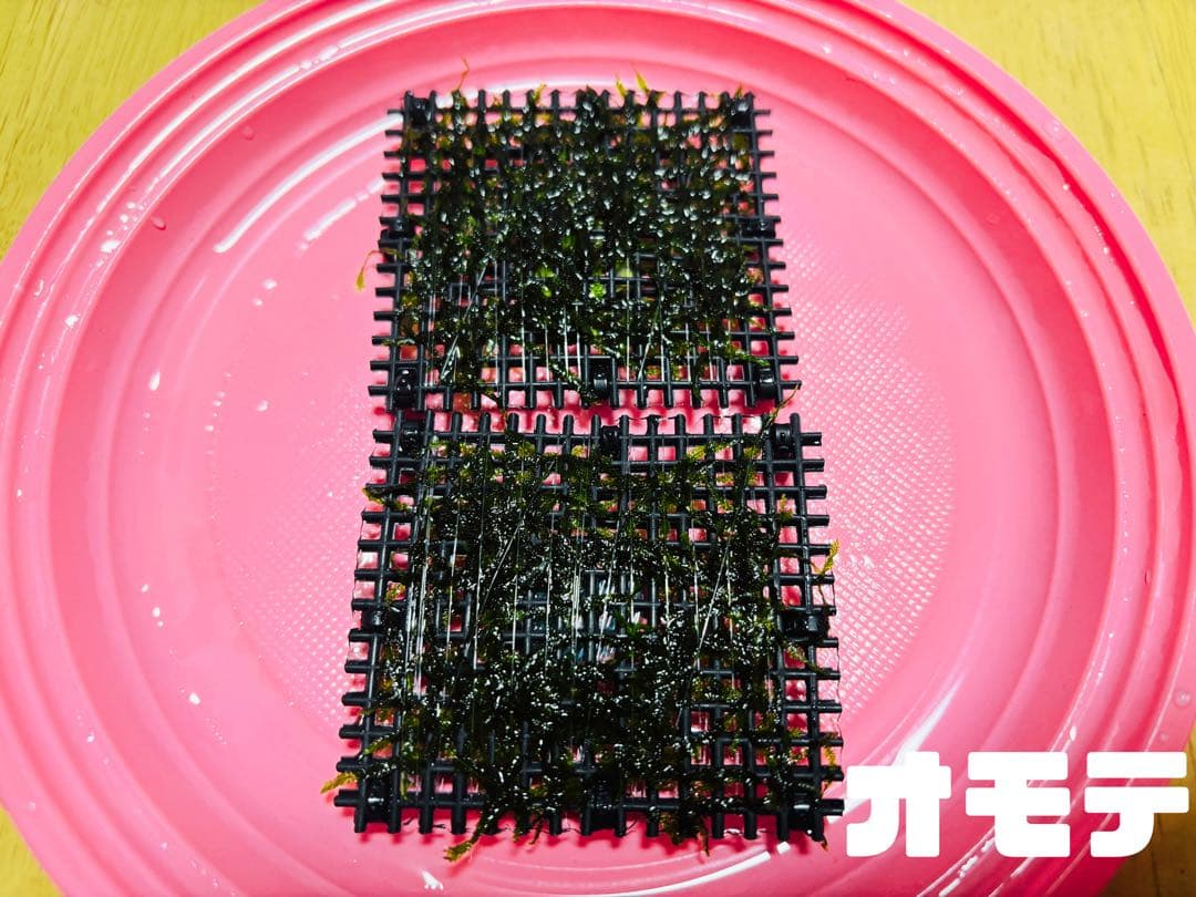 【無農薬】ウィローモスマット 約6cm×5cm