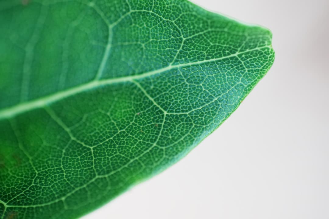 レンズ(単焦点) Carl Zeiss makro-Planar 100mm F2.8 AE 21