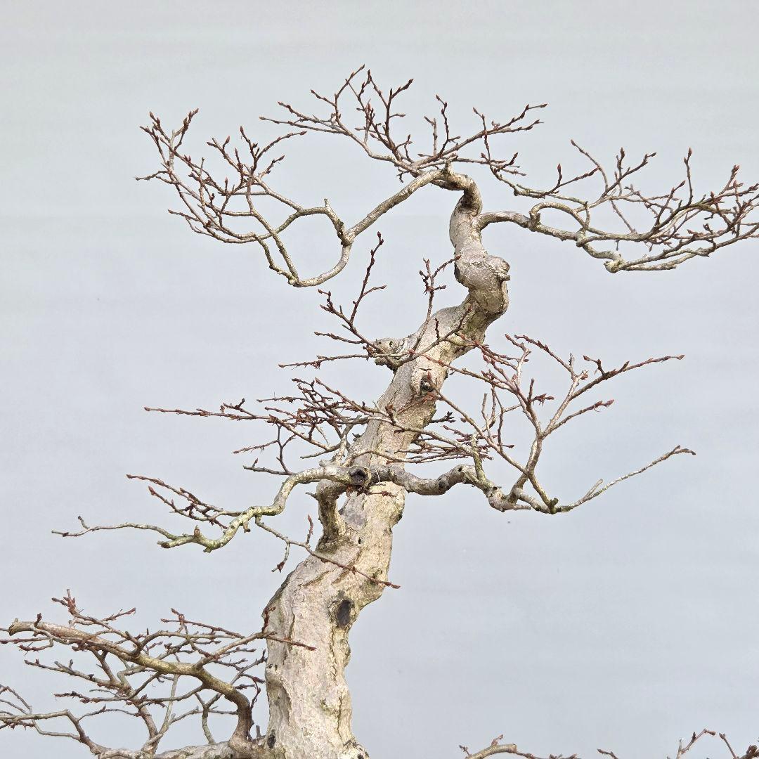 アカシデ　(赤芽ソロ)　　[模様木]　 大品盆栽