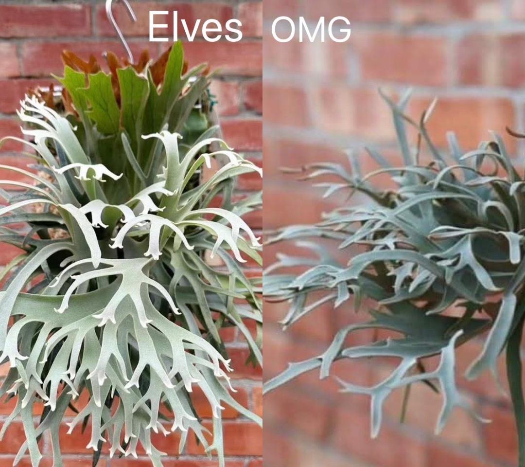 ビカクシダ P. willinckii Elves x P. OMG sporeling