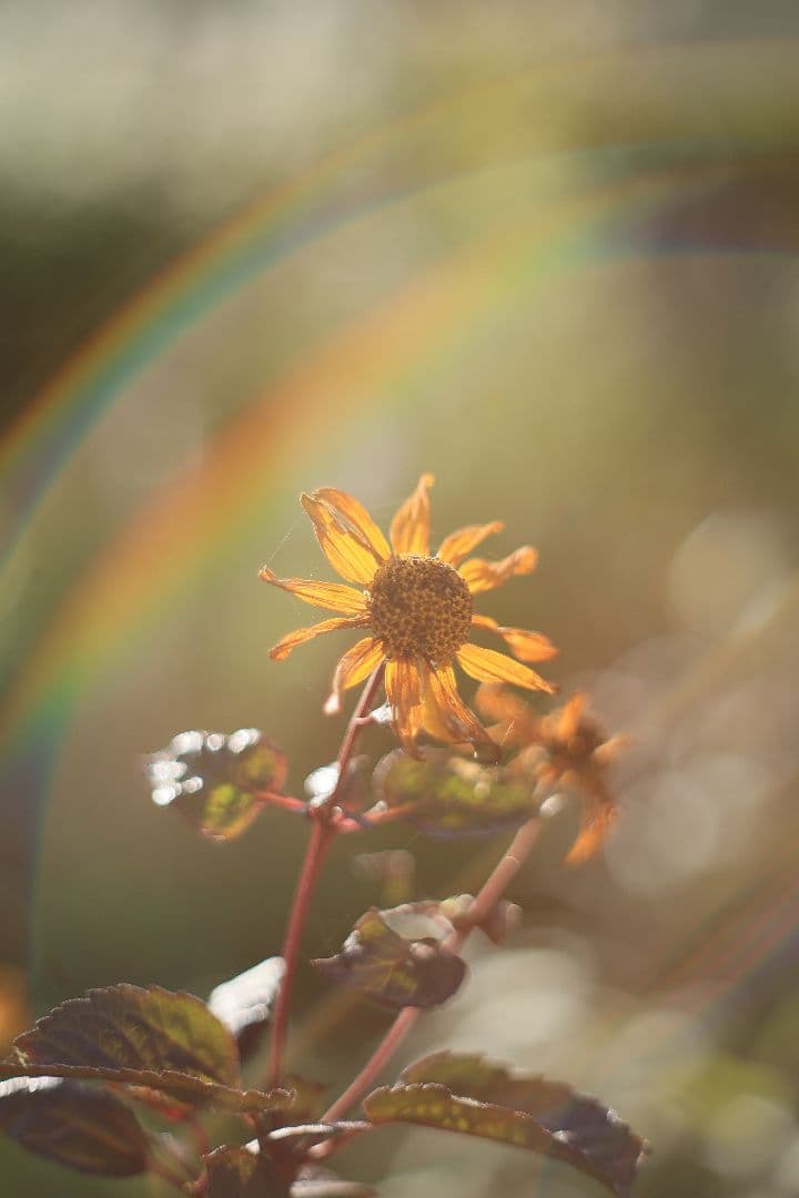 Super-Takumar 55mm F1.8 初期型 S/N：629947