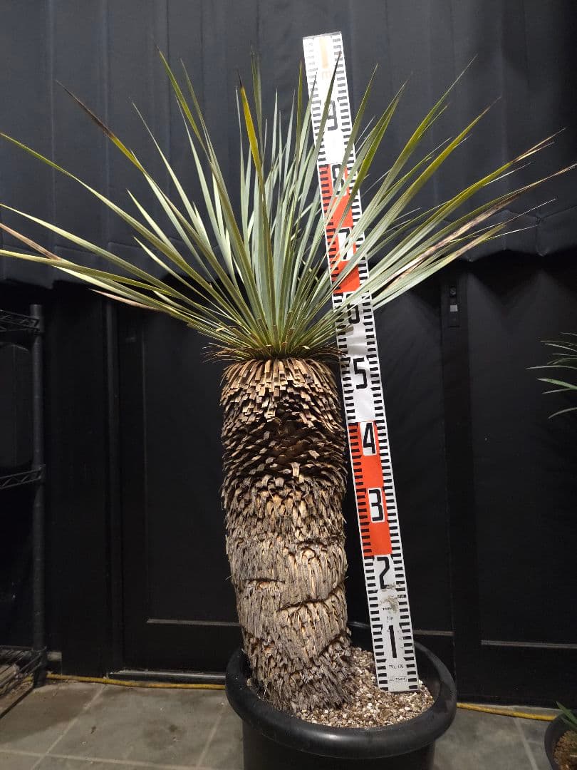 専用出品 特割 ユッカロストラータ 太株 (き)