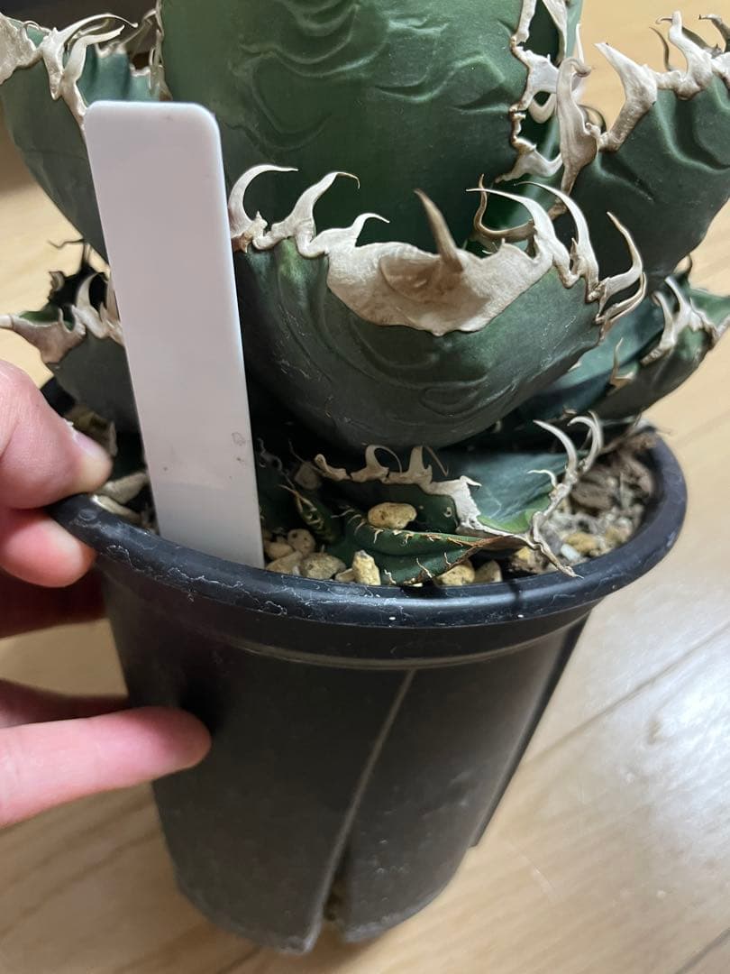 スーパーチタノタ親株　子株2つ付き