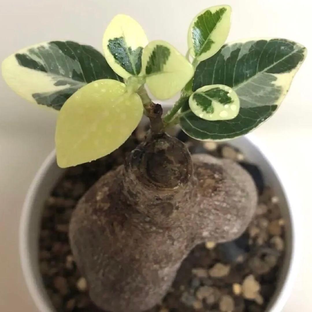 【本日SALE】パンダ　ガジュマル　斑入り　接木