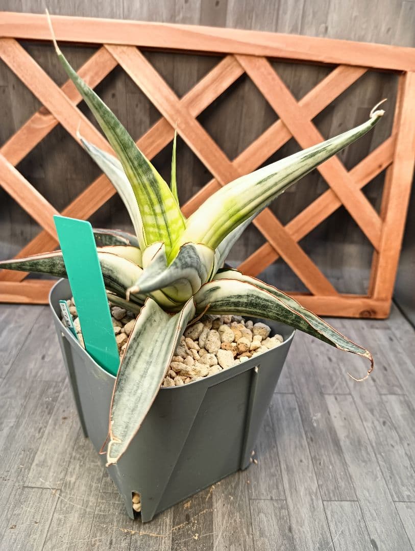 ☆S-14 超稀少 サンスベリア スノーホワイト 斑入り メルカリ発送