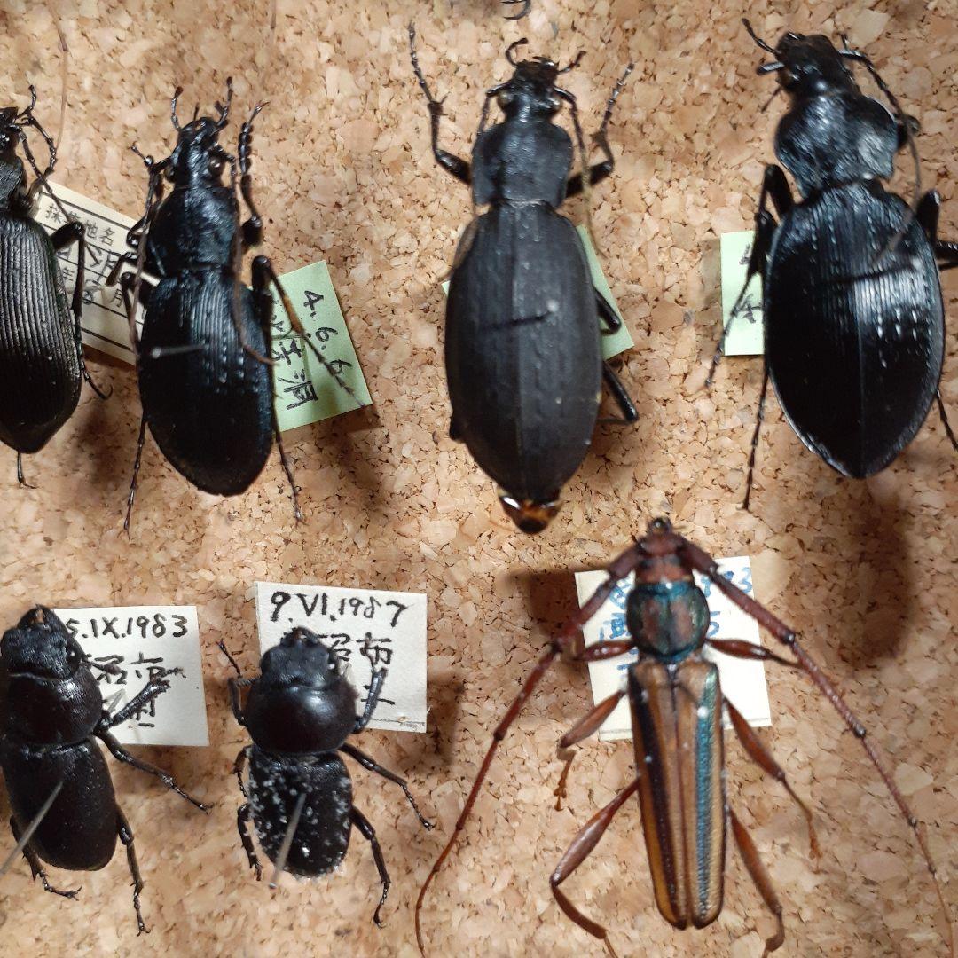 甲虫標本　カミキリムシ、オサムシほか66頭。大型ドイツ標本箱入り