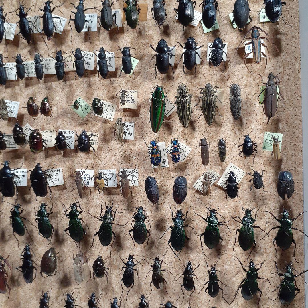 甲虫標本　カミキリムシ、オサムシほか66頭。大型ドイツ標本箱入り