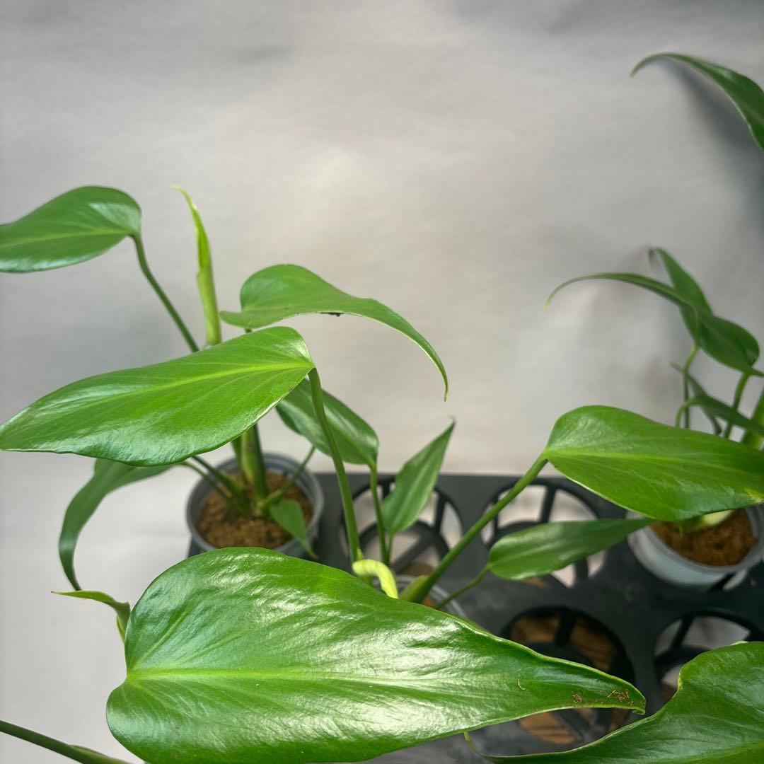 サ*イ様 5株セットms44モンステラ バールマルクスフレーム