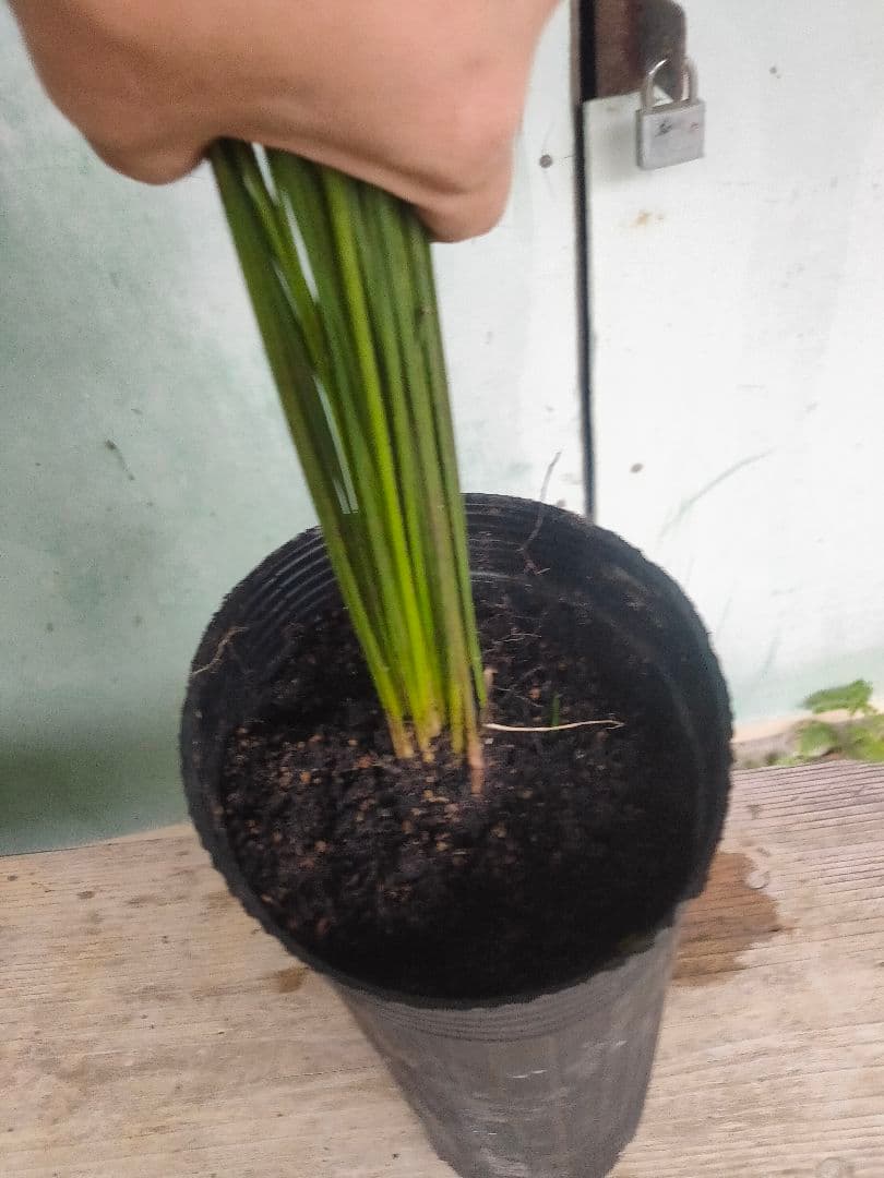 クサントロエア