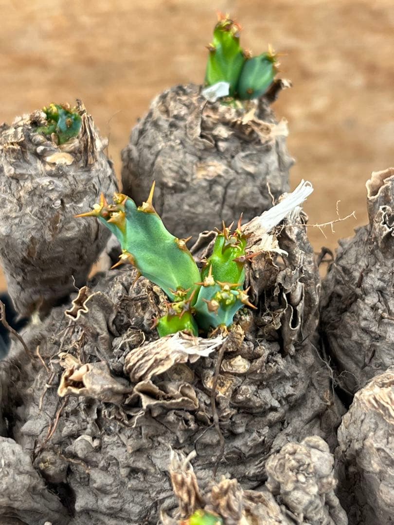 ユーフォルビア　クラビゲラ　クラビケラ