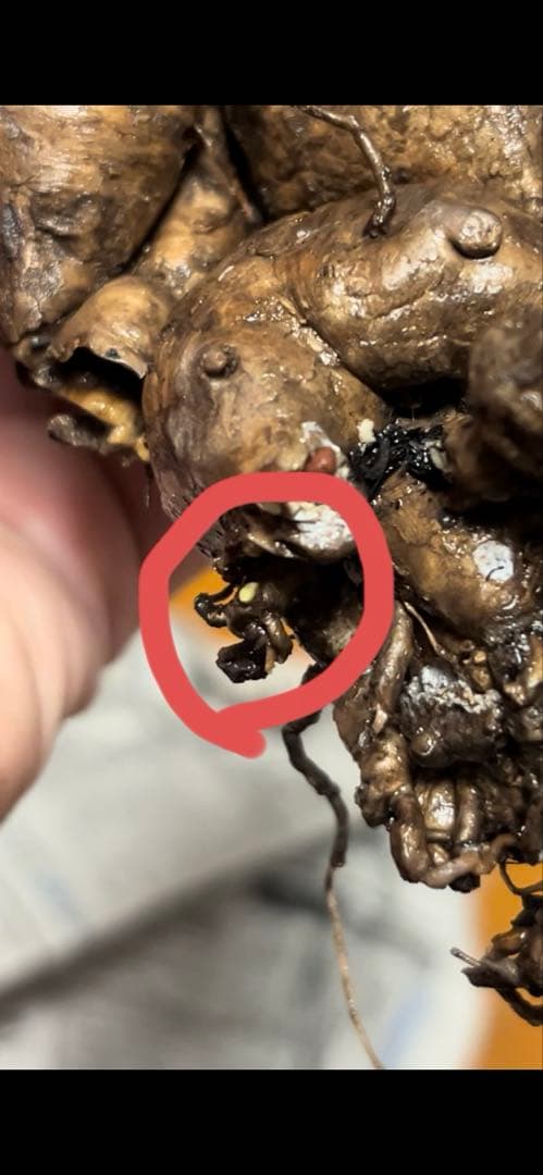 ユーフォルビア　クラビゲラ　クラビケラ