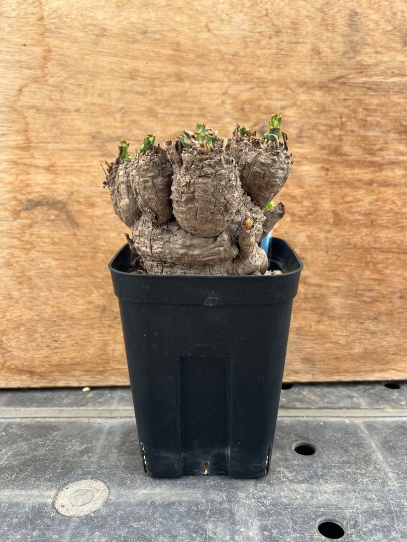 ユーフォルビア　クラビゲラ　クラビケラ