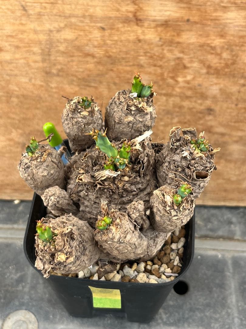 ユーフォルビア　クラビゲラ　クラビケラ