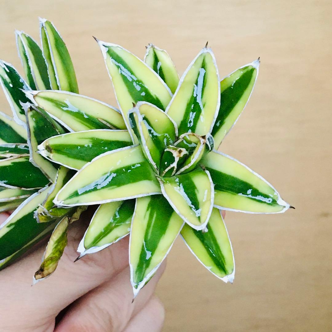 【稀少】8 笹の雪錦 クリーム覆輪斑 短葉 TC株 アガベ ビクトリアレジーナ