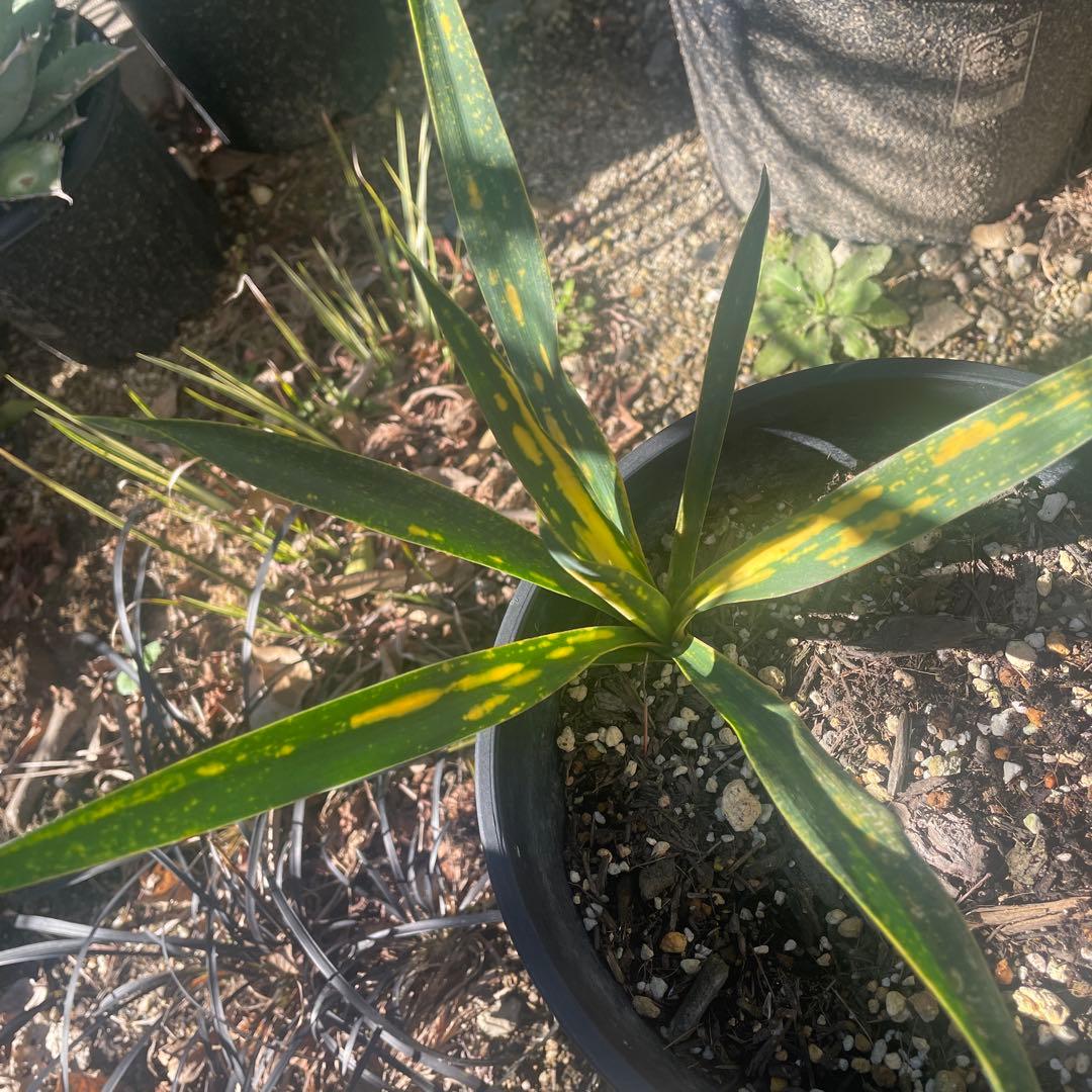 激安 ユッカ グロリオサ 散り斑 ライジングサン ロストラータ